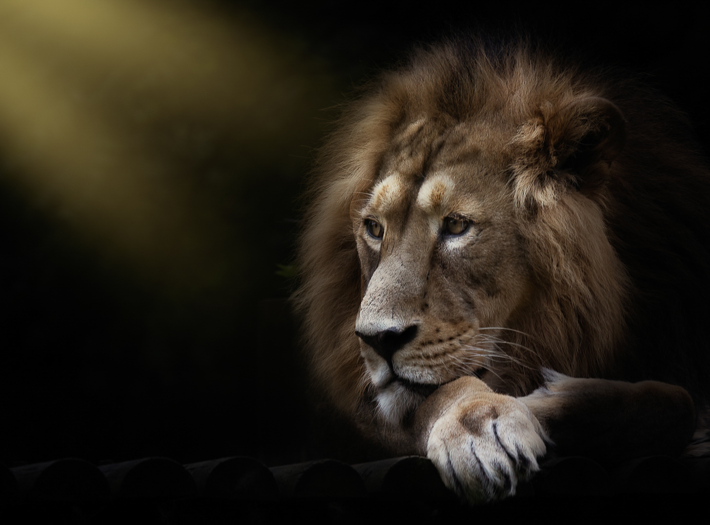 Lion-in-Light