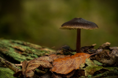 Autumn-Fungi